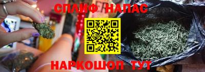 шишки Дубна